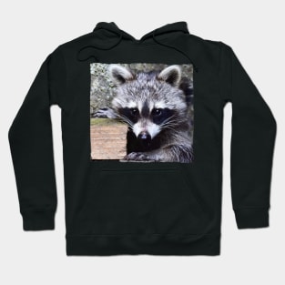 Raccoon Hoodie